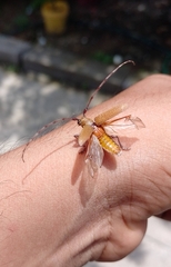 Estoloides scabracaulis