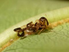 Corythucha associata