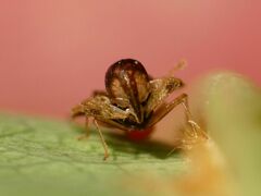 Corythucha associata