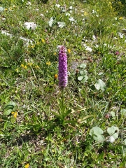 Gymnadenia densiflora