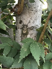 Cryptotympana facialis