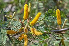 Vachellia collinsii