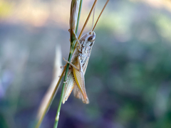 Euchorthippus elegantulus