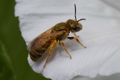 Halictus subauratus