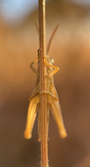 Euchorthippus elegantulus