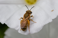 Halictus subauratus