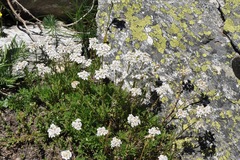 Achillea erba-rotta