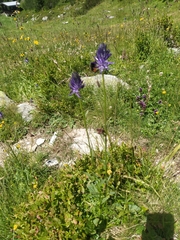 Phyteuma betonicifolium