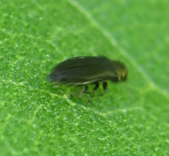 Agrilini