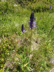 Phyteuma betonicifolium
