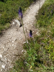 Phyteuma betonicifolium
