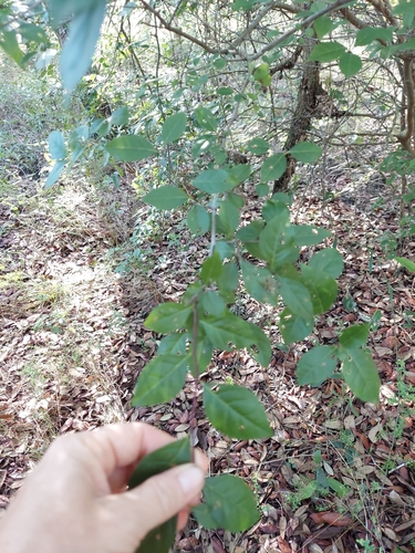 Carolina holly (Ilex ambigua)