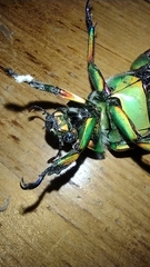 Chrysina macropus