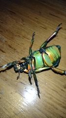 Chrysina macropus