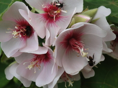 Dombeya burgessiae