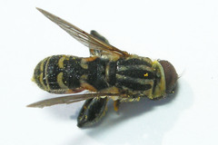 Anasimyia