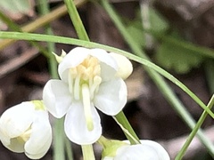 Pyrola elliptica