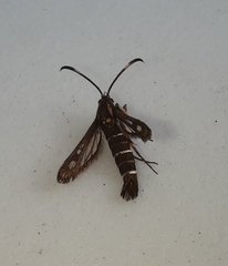 Pyropteron meriaeformis