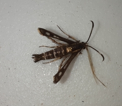 Pyropteron meriaeformis