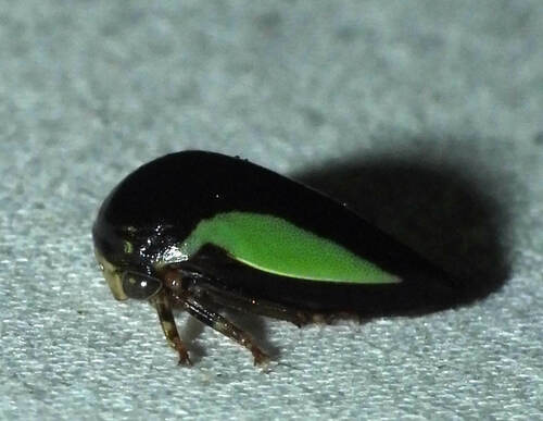 Leptosticta flaviceps