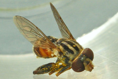 Anasimyia