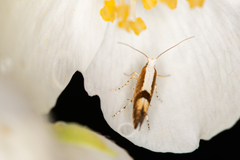 Argyresthia semifusca