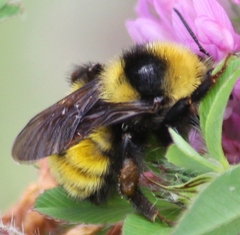 Bombus borealis