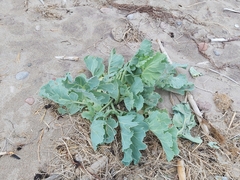 Sea Kale (Crambe)