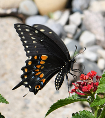 Papilio polyxenes