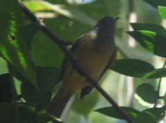 Mionectes rufiventris