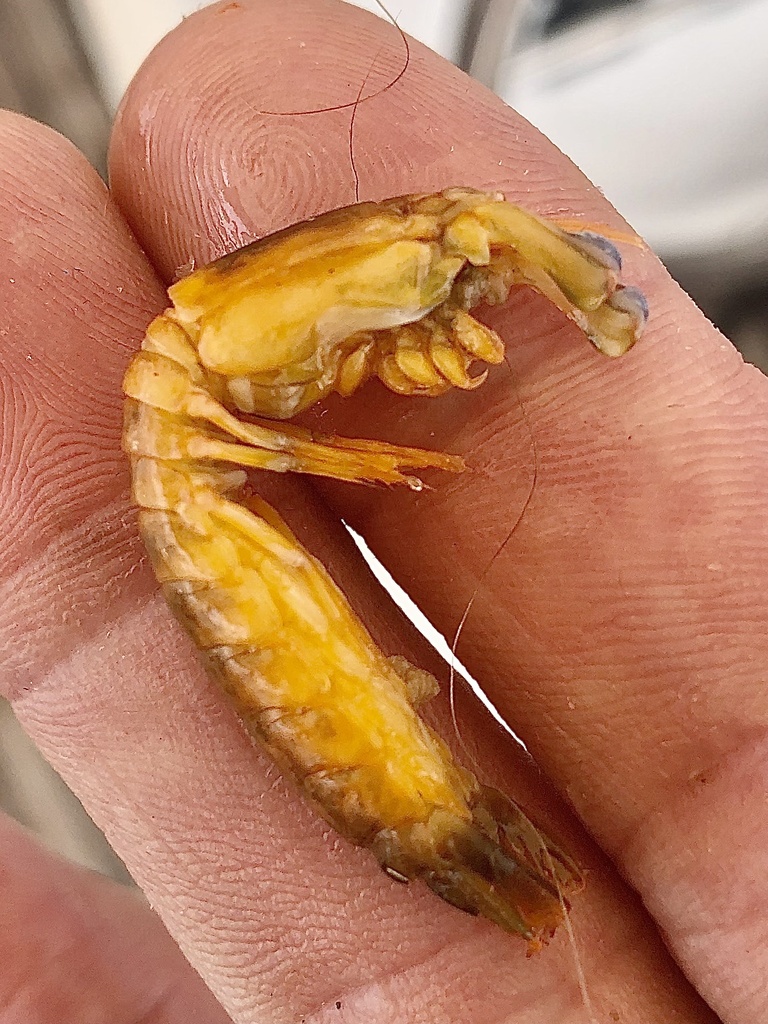 Neogonodactylus torus
