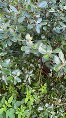 Feijoa sellowiana
