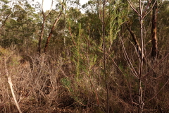 Hakea nodosa