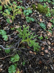 Austrolycopodium magellanicum