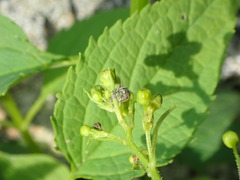 Cionus scrophulariae