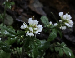 Cardamine glacialis