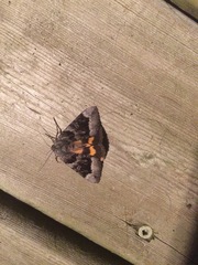 Catocala badia coelebs