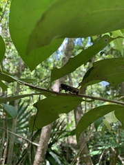 Acraephia perspicillata