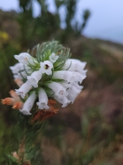 Erica viscaria