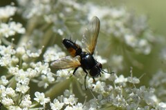 Leucostomatini