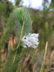 Erica viscaria