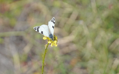Euchloe grancanariensis