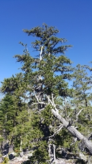 Pinus balfouriana