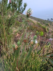 Erica viscaria
