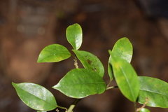 Euphorbia tetraptera image
