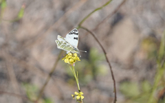 Euchloe grancanariensis