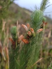 Erica viscaria