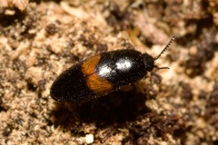Drapetes mordelloides