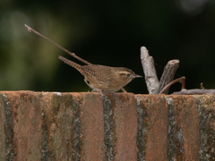 Troglodytes aedon brunneicollis