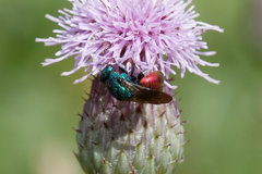 Hedychrum